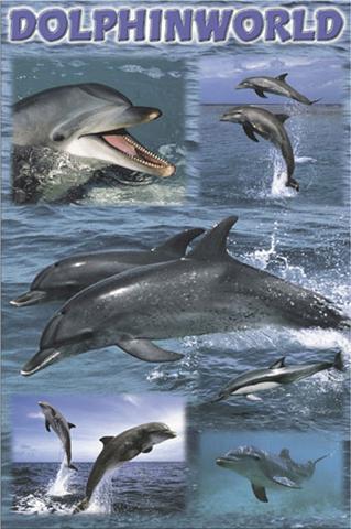 Poster - Dolphin world